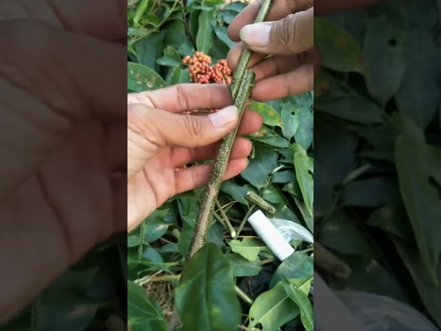 Citrus, lemon, orange, mandarin grafting  Tree grafting technique # 41