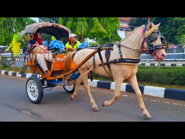 KUDA KUDA - NAIK DELMAN - KUDA DELMAN INDONESIA & LAGU ANAKHAPPY BIRTHDAY - NAIK DELMAN PUTIH