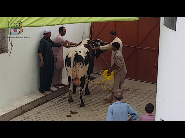 The Biggest Cow Qurbani 2019 | Eid Ul Adha Cow Qurbani Sialkot Pakistan ABDUL HOUSE