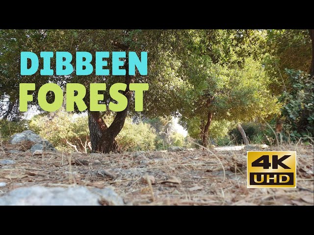 4K Dibbeen Forest Reserve, Jordan, Big forest | Nature Walking Tour | Short Version