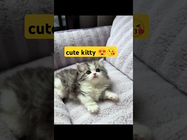 Such cuties 🐱 ,#cat,#cute cat videos#,cute cat of ni,#cute cats,#cat cute #foryou