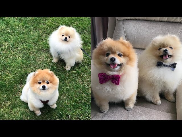 Funny Pomeranian | Cute Pomeranian| Mini Pomeranian Compilation #3