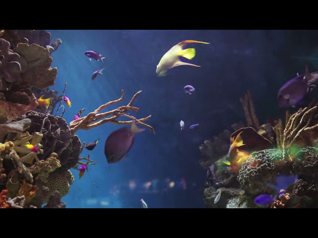 Peaceful Music - Fish Tank Ambient Screensaver Video