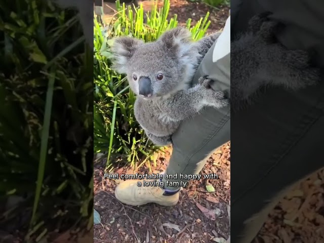 Rescuing a Koala Nearly Hit on the Highway #animalshorts #shortvideo #koala #shorts #animals