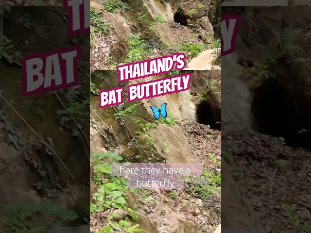 Wild Thailand is Known for Butterflies #Butterfly #Thailand #Shorts 🇹🇭🦋#kanchanaburi