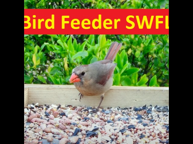 Florida Bird Feeder Live Camera HD