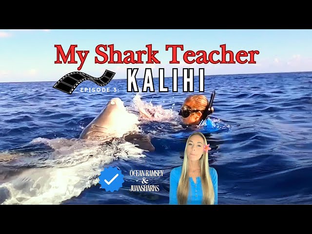 SPICY SHARK🌶️ 🦈‼️My Shark Teacher KALIHI ❤️ #OceanRamsey #OneOceanSharks #SharkDiving #SharkDiver