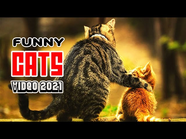 FUNNY CAT VIDEO COMPILATION (2021) | Yt Pets