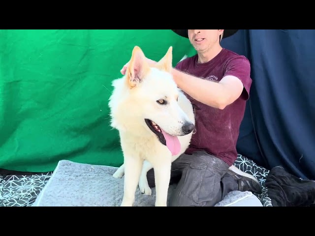 NEW! A5550868  Kobe  | Siberian Husky