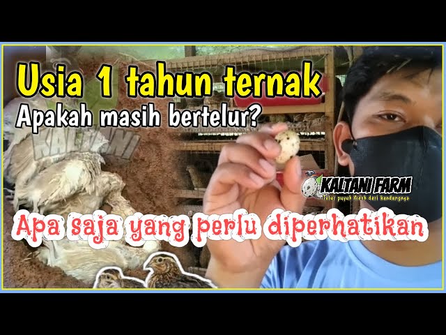 🔴 Sampai usia berapa lama puyuh masih bertelur satu tahun ternak puyuh petelur