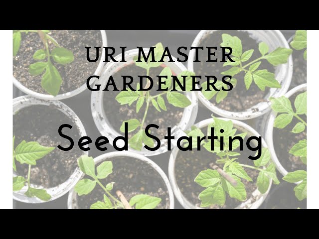 Seed Starting with URI Master Gardeners