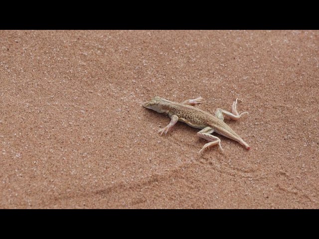 Texas Attorney General Ken Paxton suing Biden administration over lizards