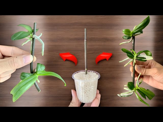 Just Rice! Orchid instantly produces plantlets right on the branch