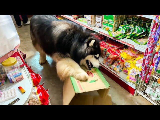 Dawang ask Dad for snacks but he is been naughty and bite the box want more