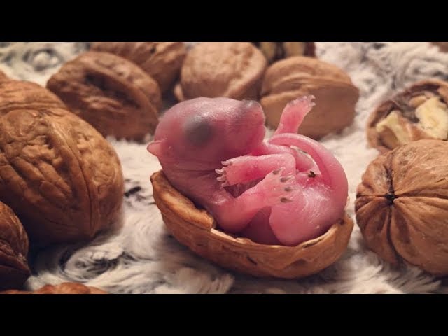 A Guy Found A Tiny Baby Animal Sleeping On His Bed, And She’s Grown Up To Be The Cutest Companion