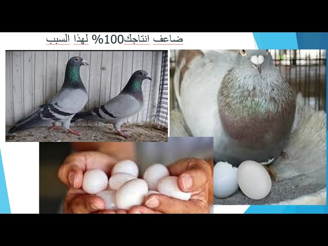 حاجه بسيطه هتغير انتاجك  فى فرخ الحمام 100%