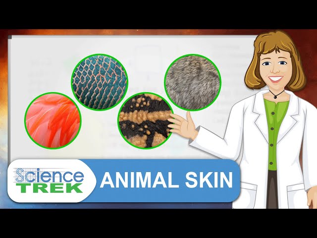 Skin: Animal Skin | Science Trek