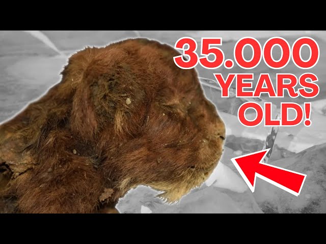 35,000 Year Old Saber Tooth Kitten Found With Intact Fur And Whiskers!