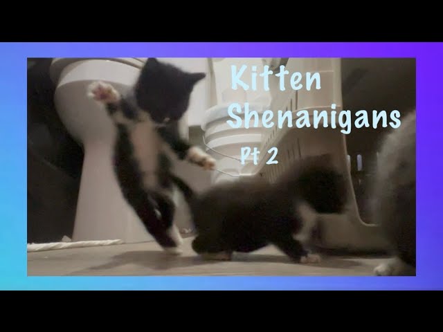 Kittens expend some playful energy!