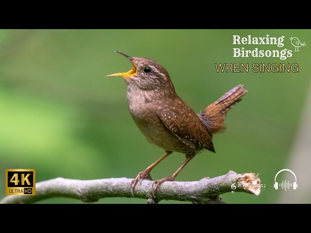 Relaxing Birdsongs - Eurasian Wren singing 🌿🎶🐦💖