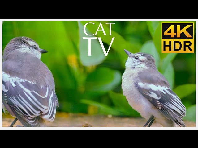 CAT TV - 4K Birds in The Wild - Beautiful Nature and Sounds for Cats to Watch!