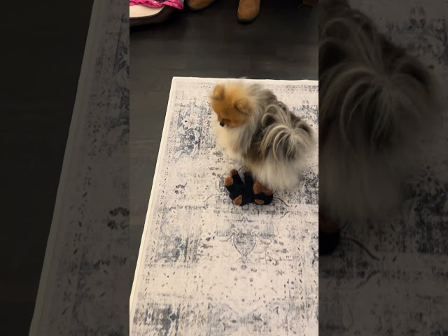 The Cutest Pomeranian Sprint You'll Ever See!