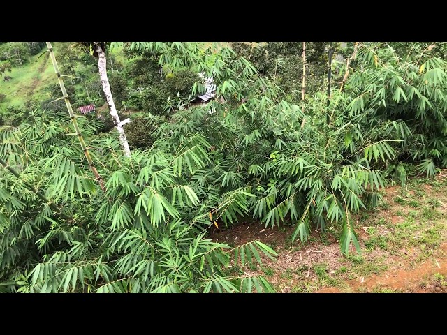 Giant Bamboo Growing at Finca Yantza in Ecuador (27th, May, 2020)