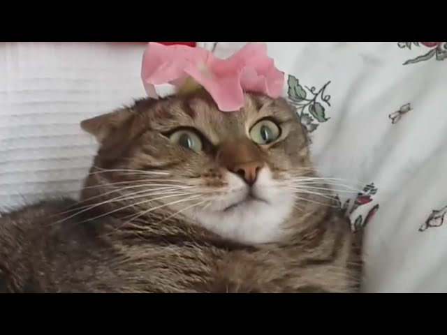 Cute and Funny Cat Videos to Keep You Smiling! | The Pet Collective