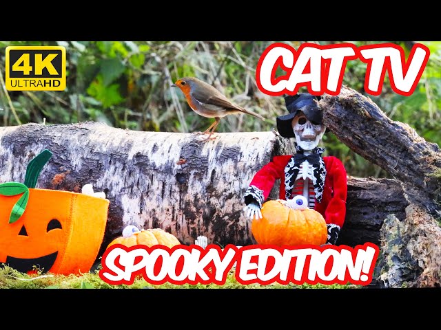 [NO ADS] Cat TV for Cats to Watch 🎃💀 Birds & Squirrels Halloween Special 🐿️ Bird Videos for Cats 4K