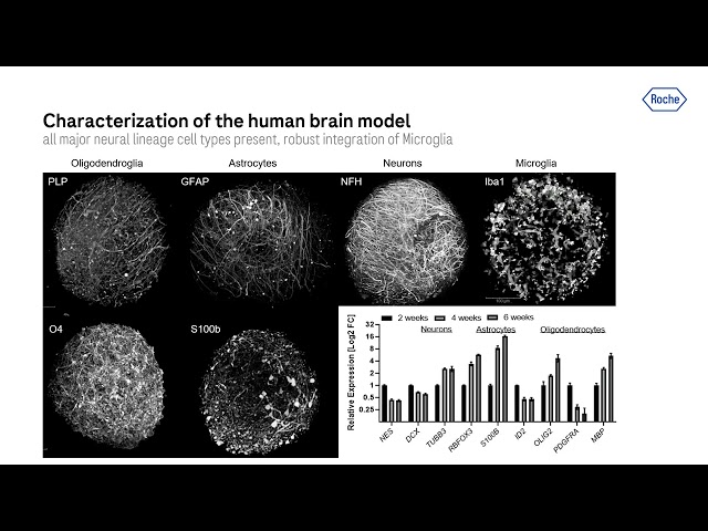 Chances & challenges for in vitro models to address CNS toxicities