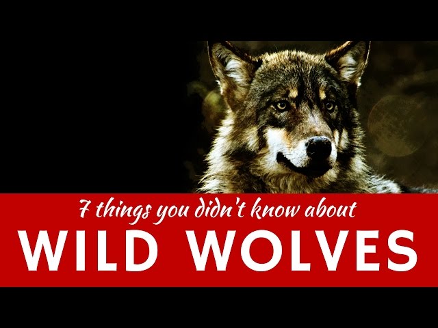 Wild Wolves: 7 Interesting Predatory Facts (Educational Presentation)