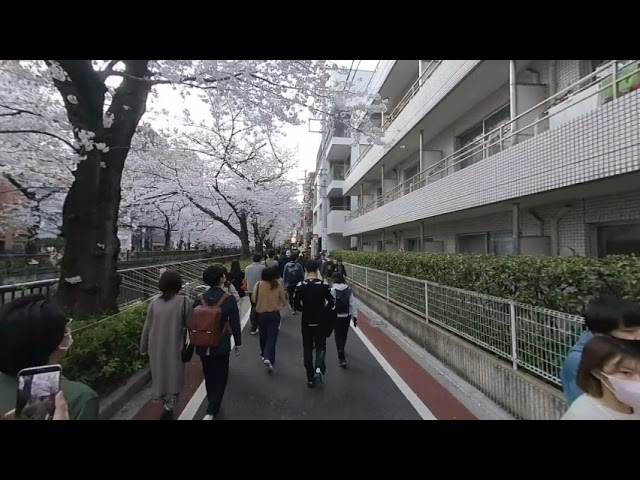 3D VR Japanese Cherry Blossoms In Nakameguro 2022