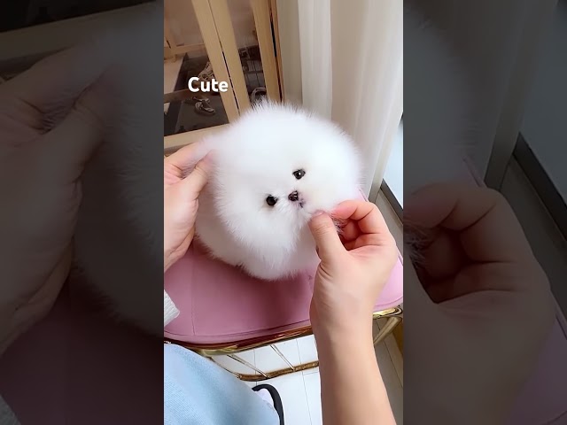 Cute puppy #pomeranian #pom #cute #pets #puppy #dogvideo #white #cutedog #miniteacup #puppyvideo