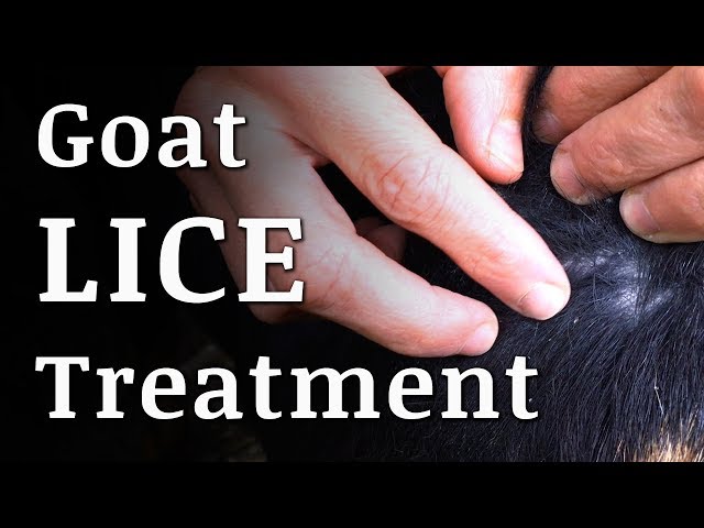 Natural GOAT LICE Treatment