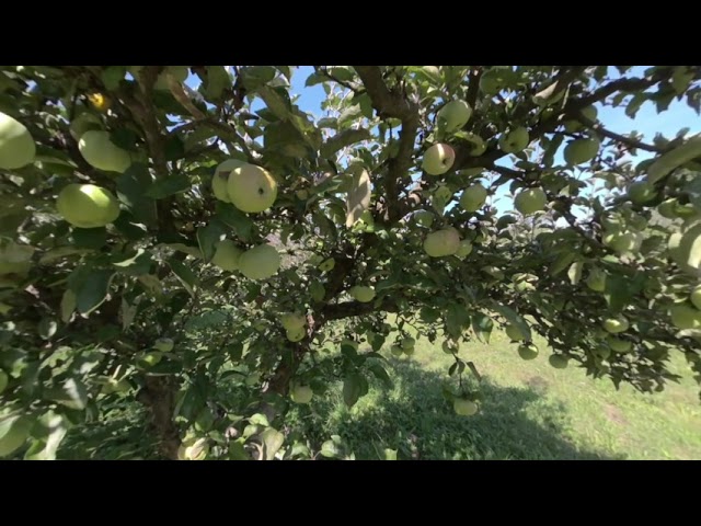 An Apple Tree on Your VR180 Holiday