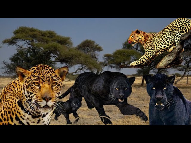 Leopards, their habits and wild life #animal #leopard #thegiodongvat #tgdv