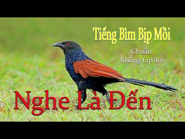 Tiếng bìm bịp gọi bạn tình, File bìm bịp mồi chuẩn mới nhất, Nghe là đến