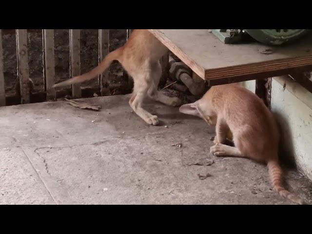 #Cute Kittens 🐈🐾 @ our home #playing with Ball 🏀 # Trending #viral YouTube video