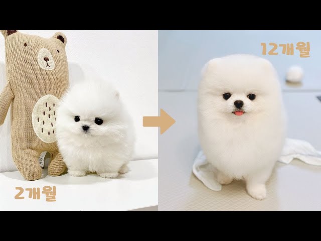 아기강아지 1년 성장과정🐾 화이트 포메라니안