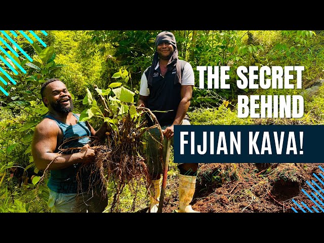 This is Why Kava is So Special in Fiji! 🇫🇯 II Month of Mayhem Day 28_Vlog 189