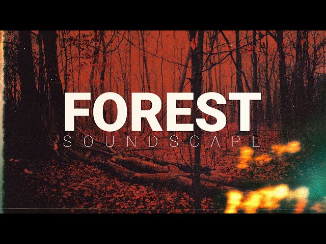 Forest rain ambience