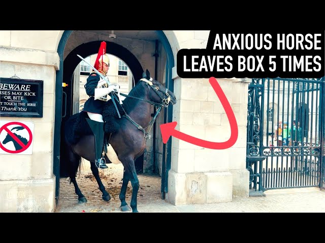 HORSE LEAVES BOX 5 TIMES! | Horse Guards, Royal guard, Kings Guard, Horse, London, 2024