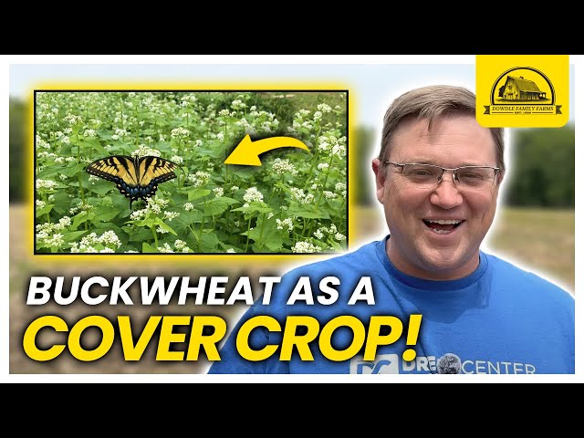 The Most Versatile Cover Crop: Buckwheat