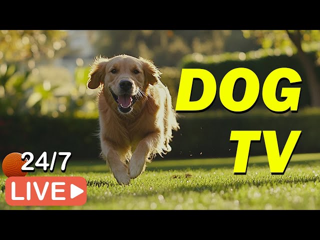 🔴[LIVE] DOG TV: Best Video to Prevent Boredom and Anxiety for Dogs While You're Away 💖Music for Dogs