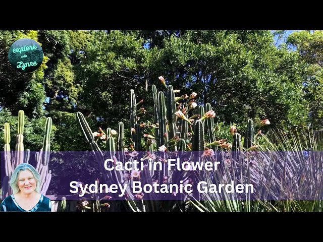 Raucous Birds & Cactus Flowers at the Succulent Garden of the Royal Botanic Gardens Sydney