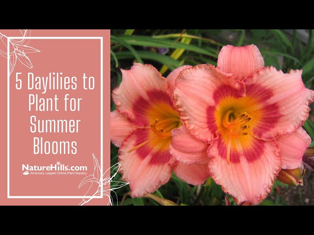 5 Best Daylilies for Summer Blooms | NatureHills.com