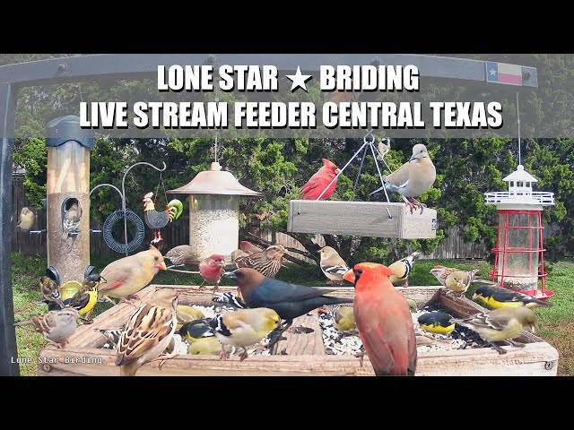 LIVE Bird Feeder Cam 4K - Austin TX