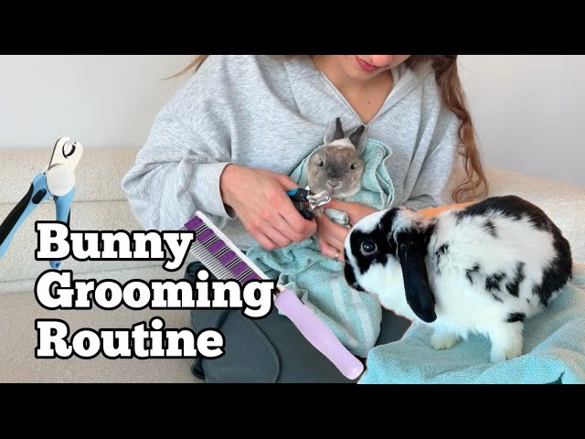 Our COMPLETE Bunny Grooming Routine + Tips & Tricks to Make Grooming EASIER