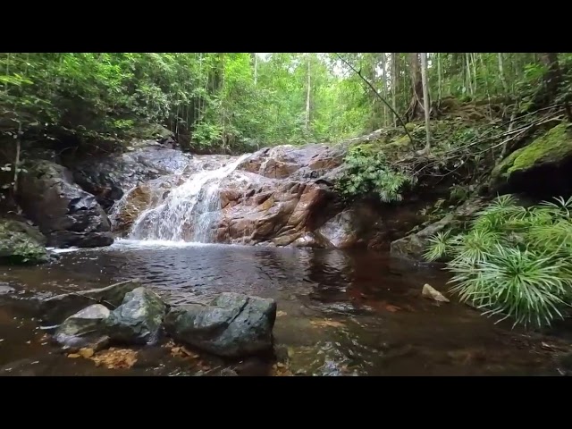 Ambient Waterfall  Sounds Peaceful Forest - Nature Sounds, Relaxation, Focus, Meditation, Sleep