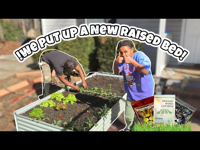 "Building a Raised Garden Bed with My Family I Planting Vegetables Together for Beginners"